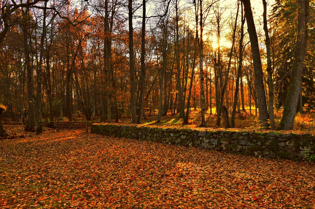 leaf sunshine forest free photo