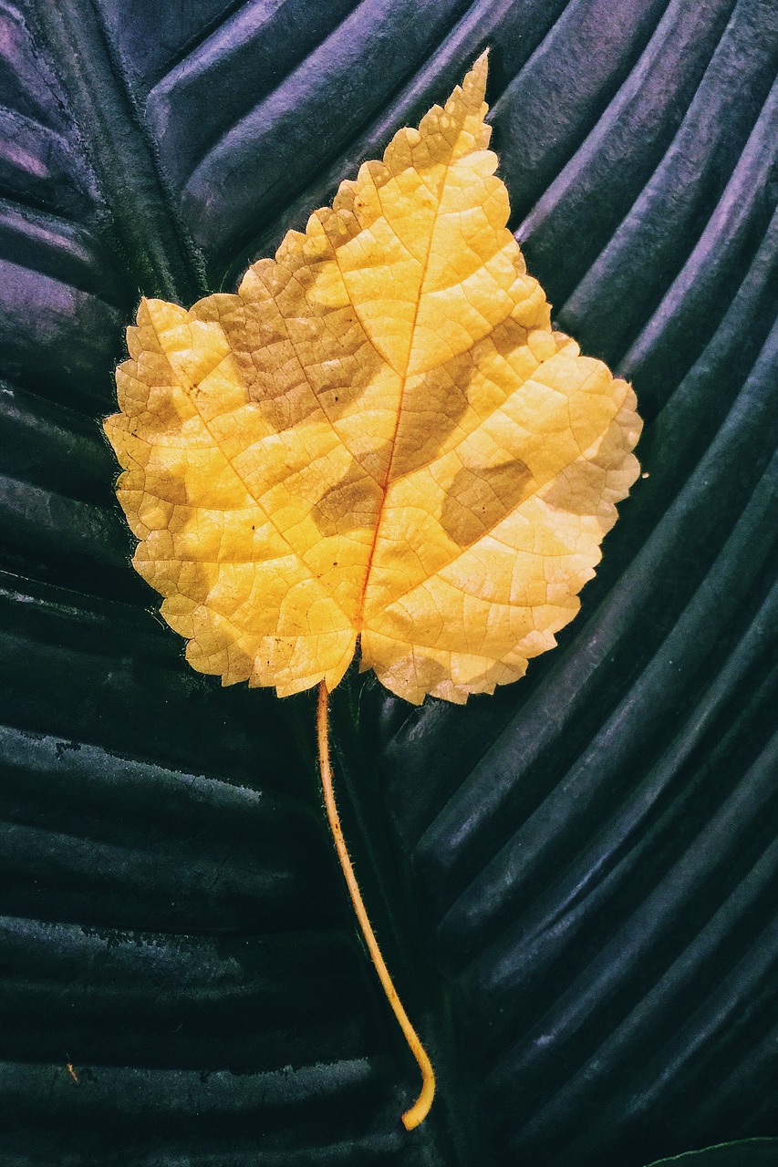 leaf spring colors free photo