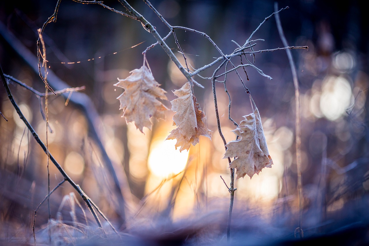 leaf sunrise sun free photo