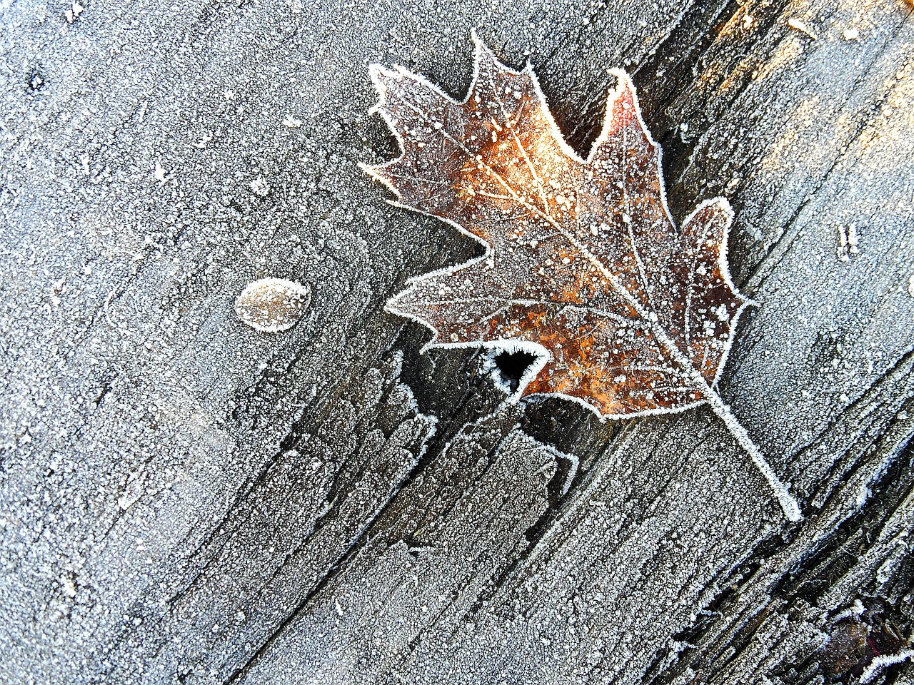 leaf winter brina free photo