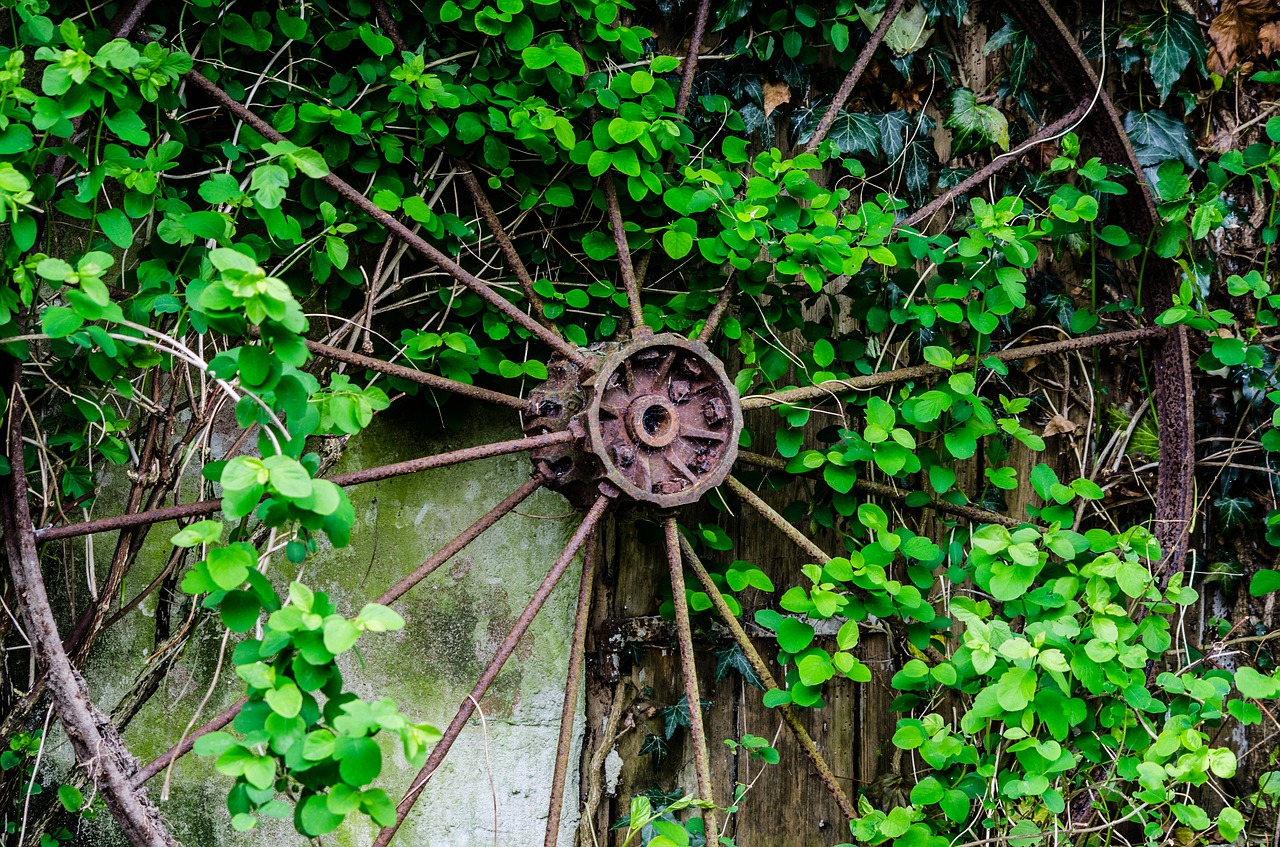 leaf wheel rust free photo