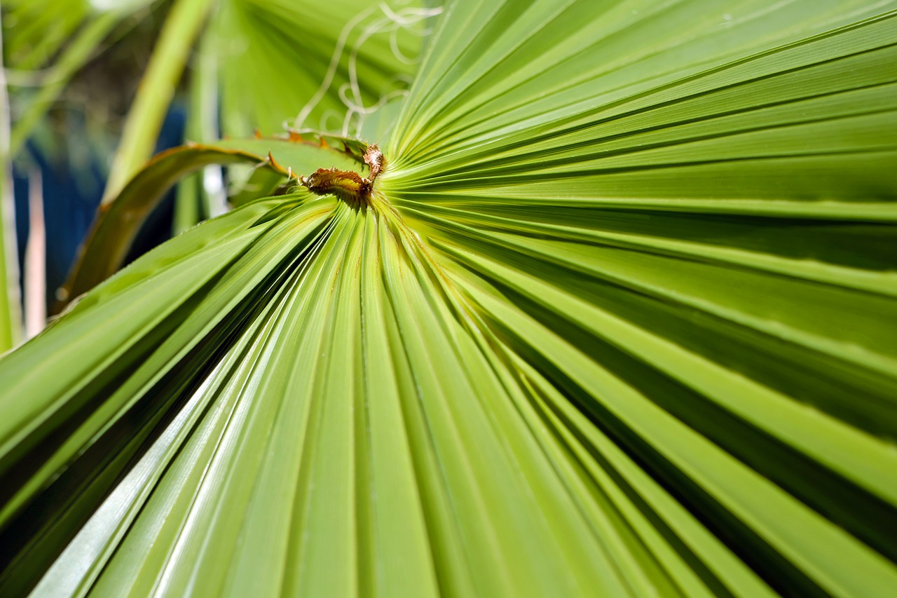 leaf palm leaf fan palm free photo