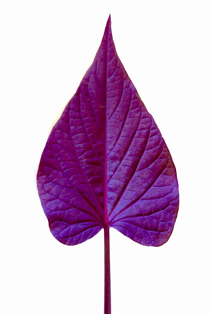 leaf purple plant free photo