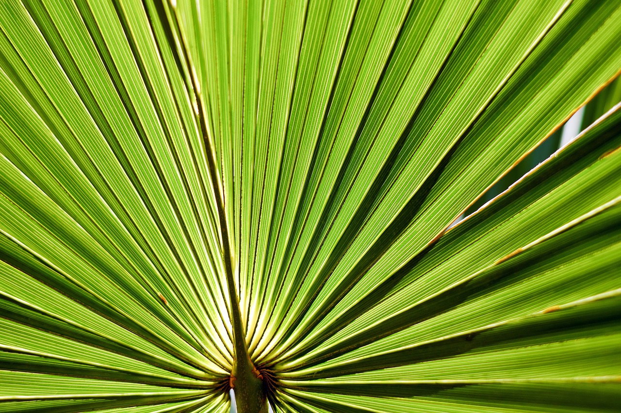 leaf palm leaf palmetto-palmetto free photo