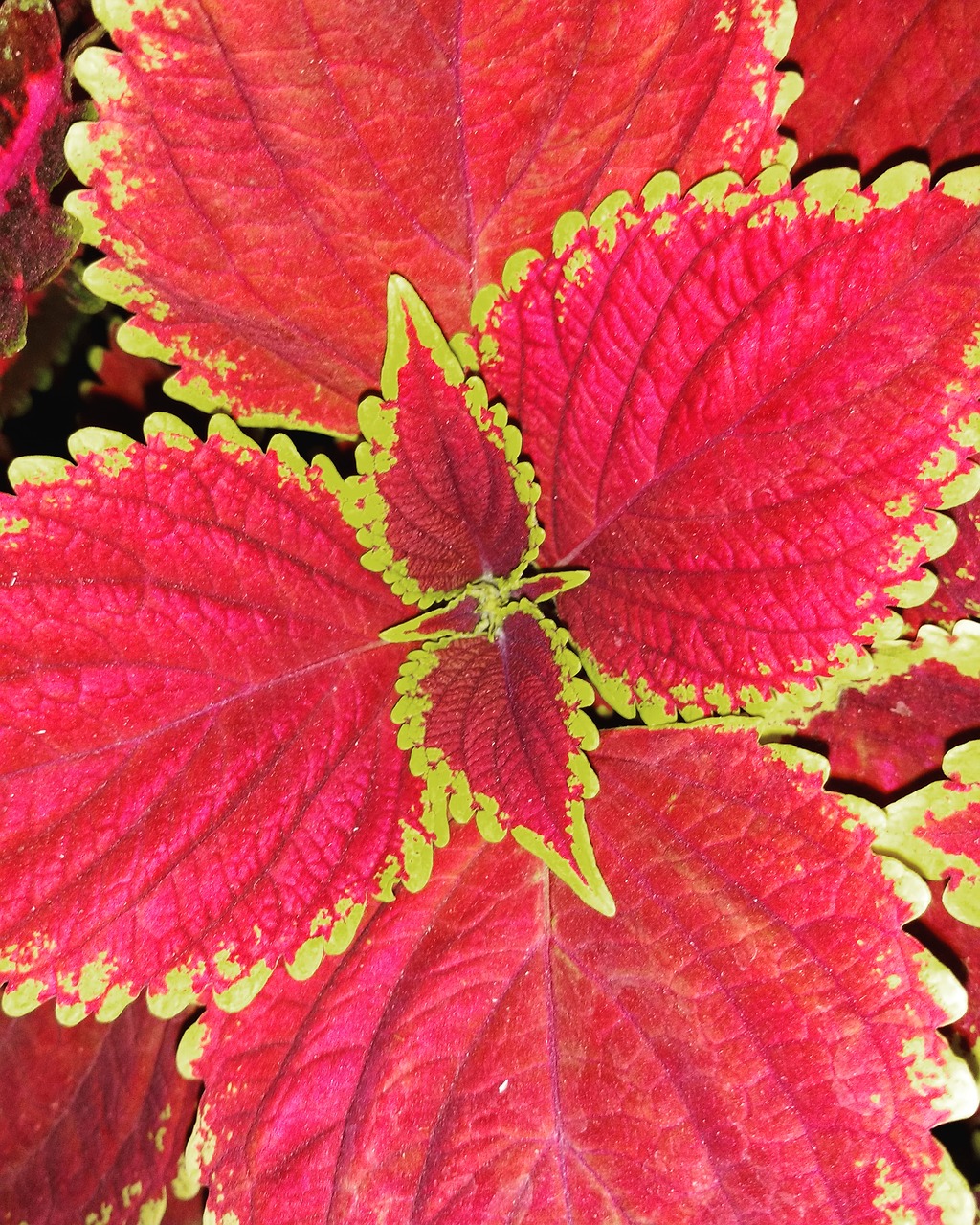 leaf plant red free photo