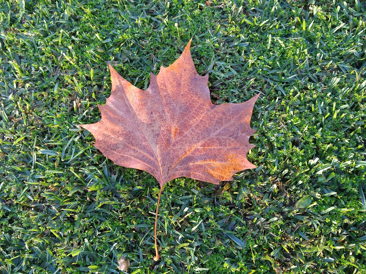 leaf grass autumn free photo