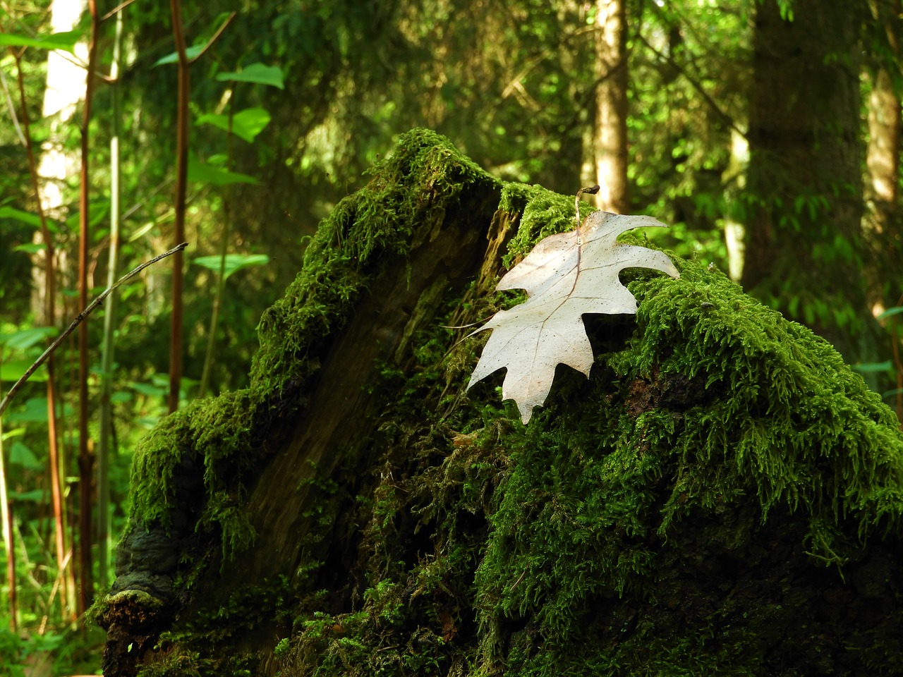 leaf moss forest free photo