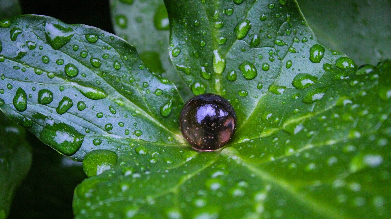 leaf waterdrops marbleball free photo