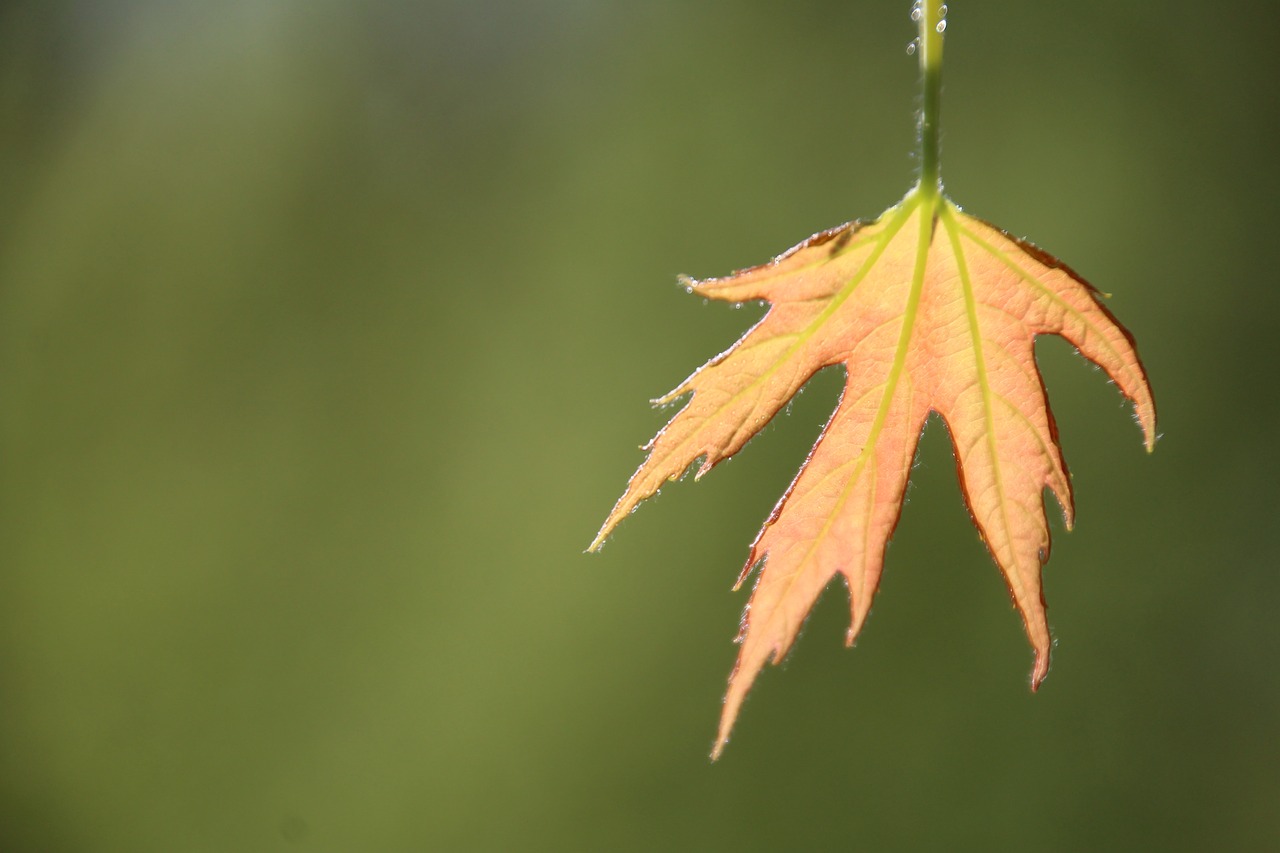 leaf spring first leaves free photo