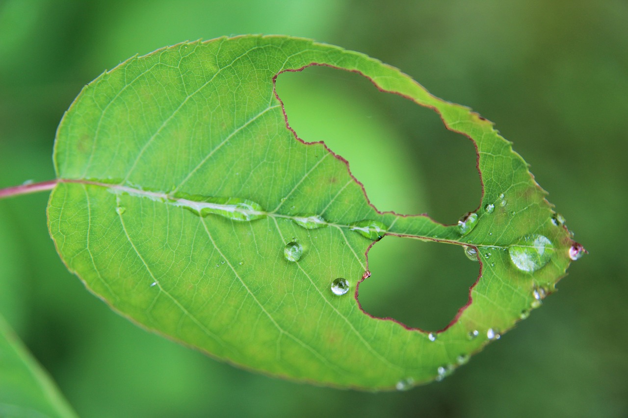 leaf nature foliage free photo