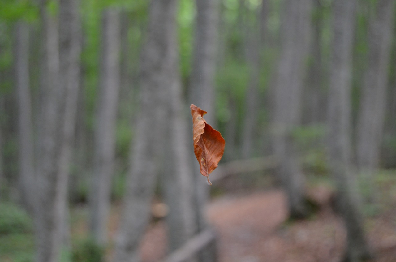 leaf foliage dried leaves free photo