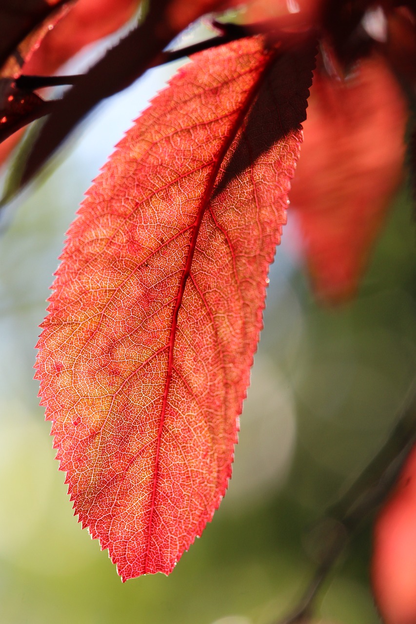 leaf red red leaves free photo