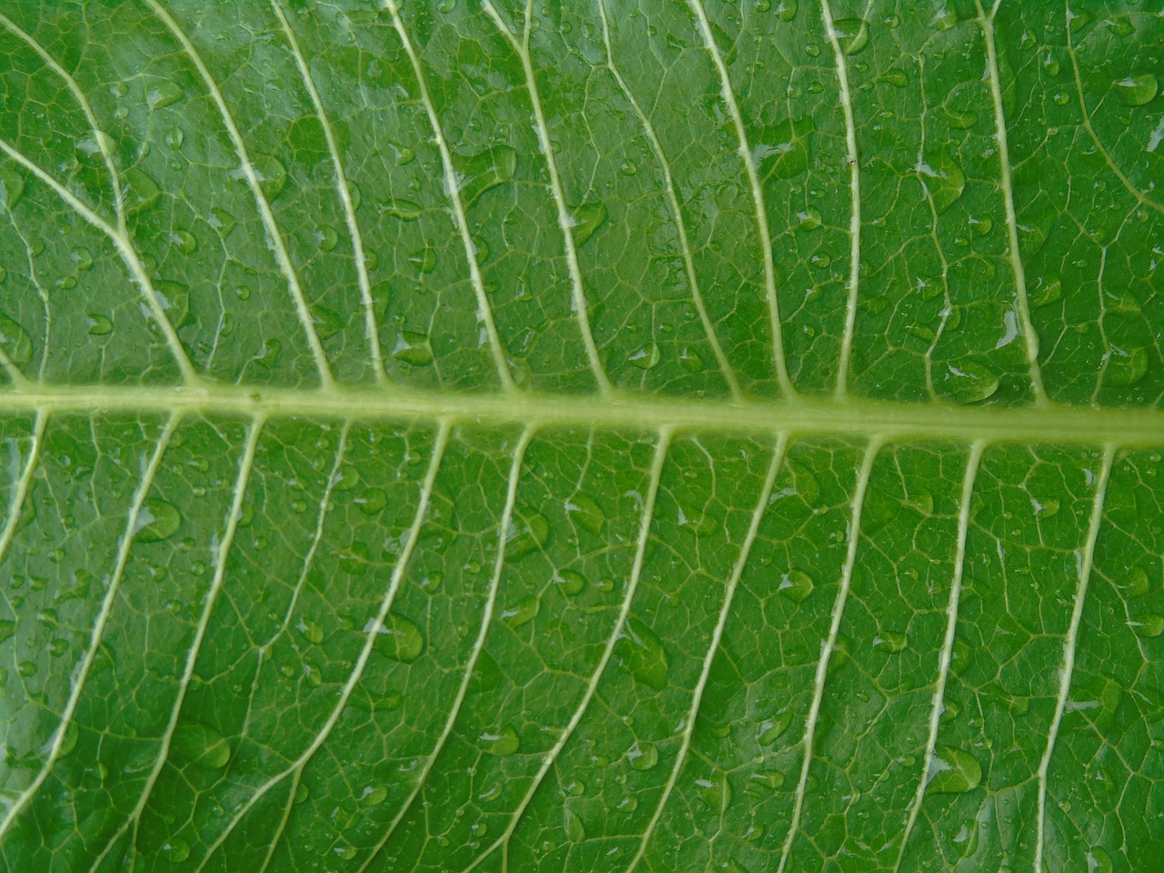 leaf green nature free photo