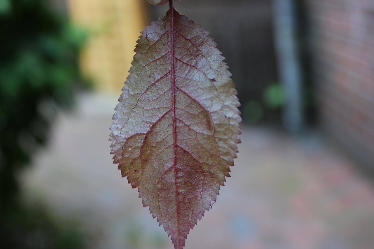 leaf red yellow free photo