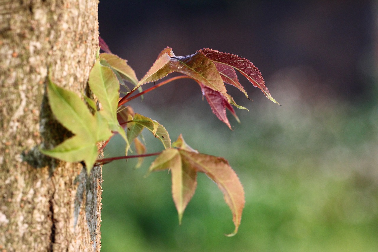 leaf trees natural free photo