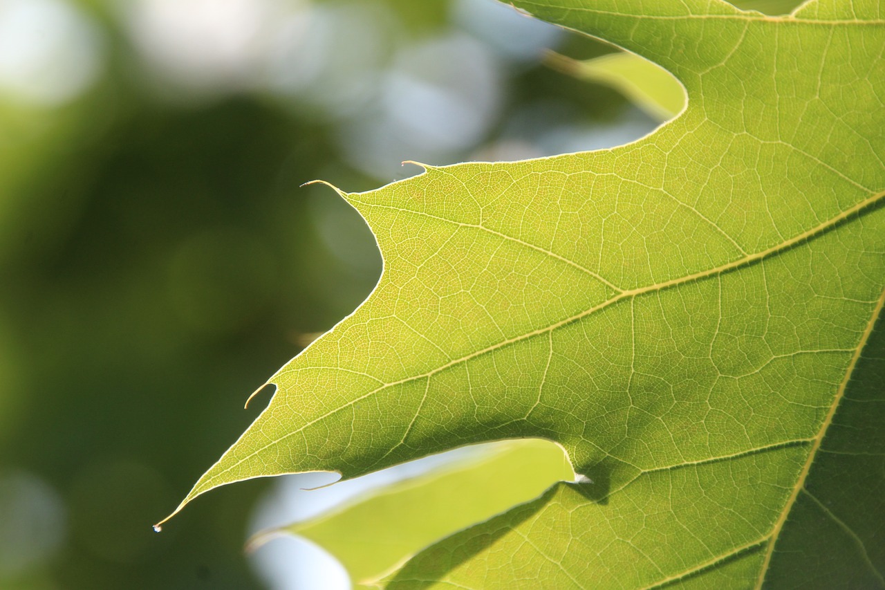 leaf green green leaf free photo