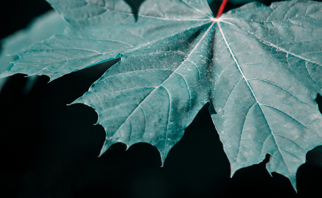 leaf maple leaf maple free photo