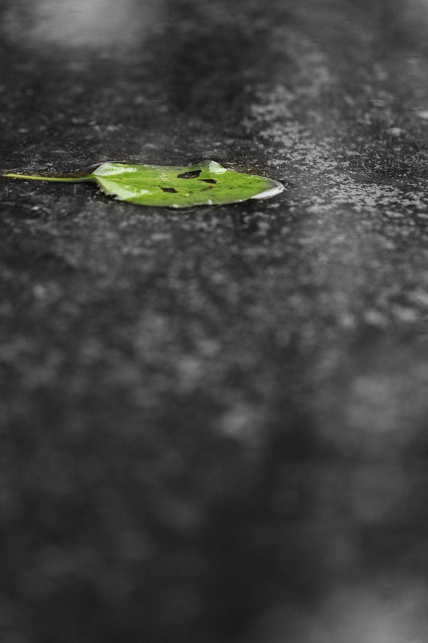 leaf green rain free photo