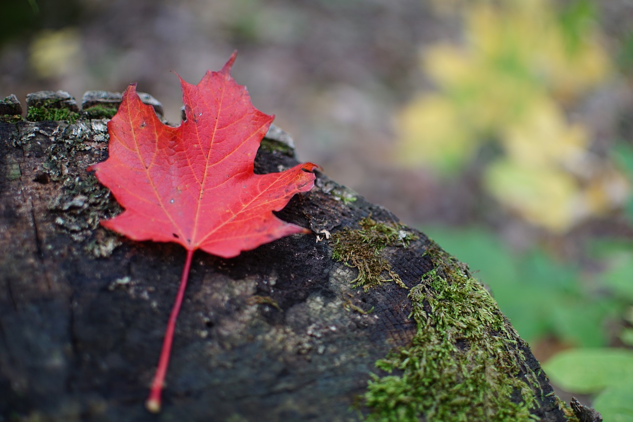 leaf fall maple leaf free photo