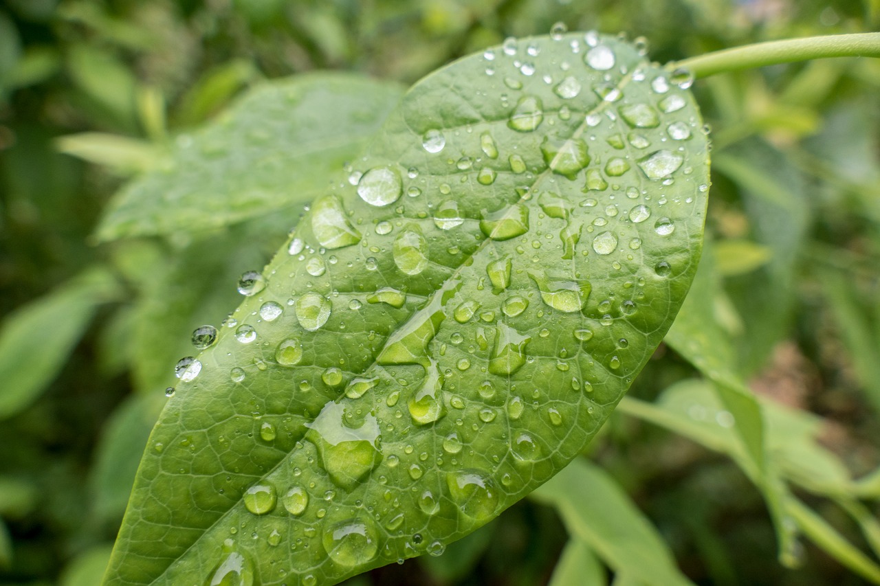 Leaf,rain,leaves,drip,drop of water - free image from needpix.com