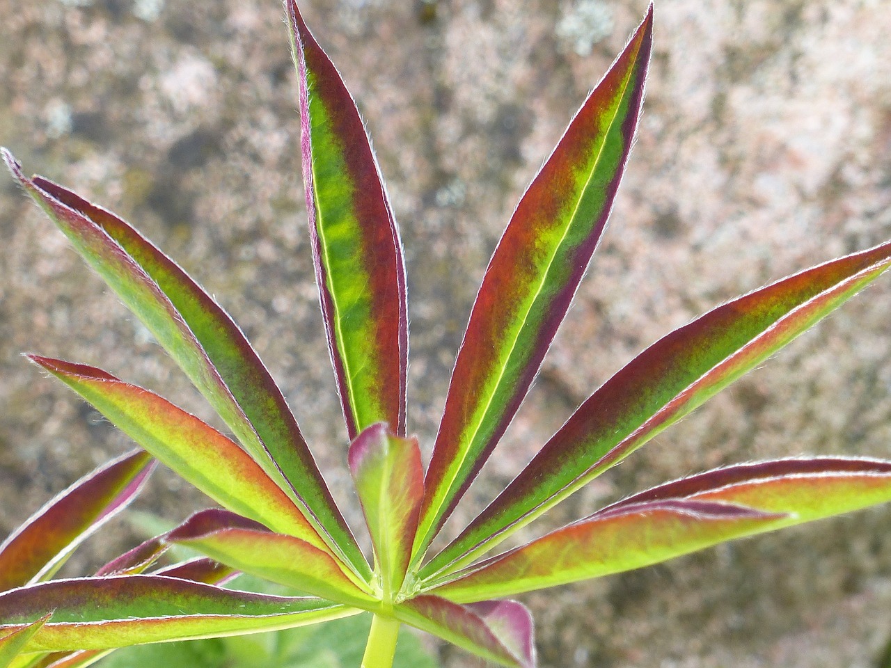 leaf lupin colors free photo