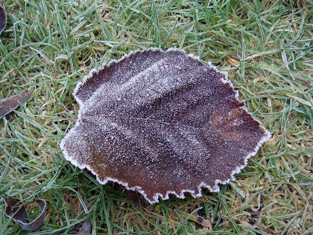 leaf frost ice free photo