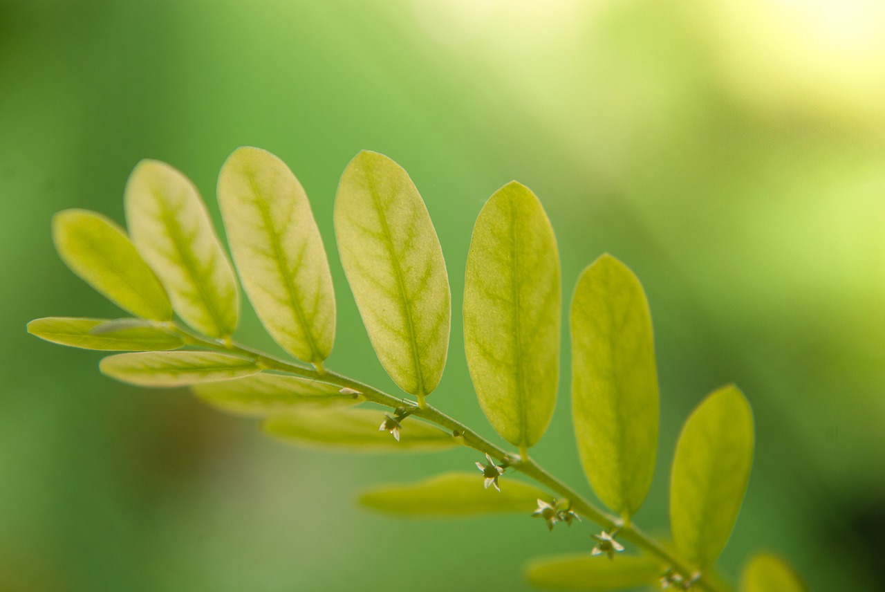 leaf green macro free photo