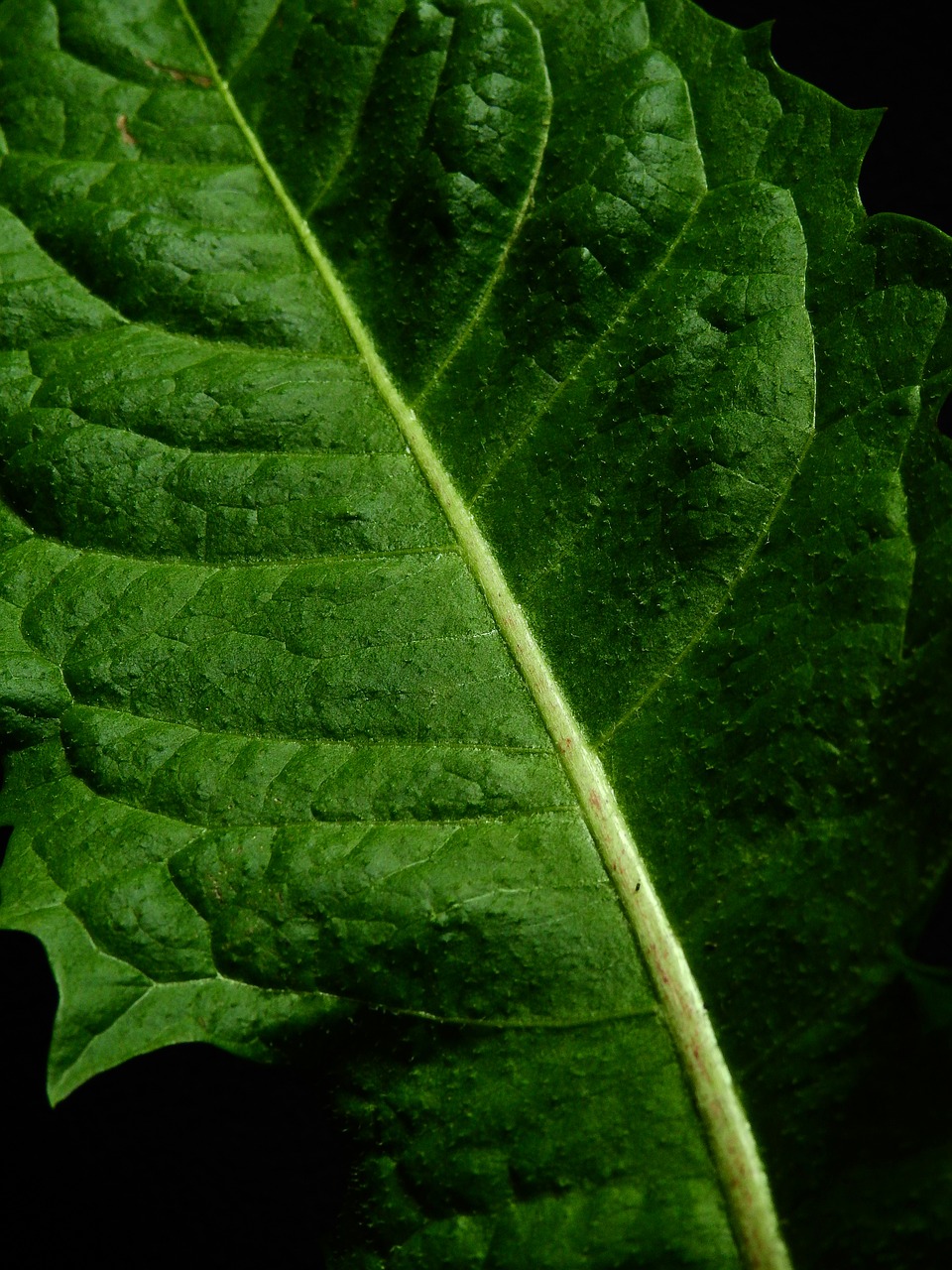 leaf nature plant free photo