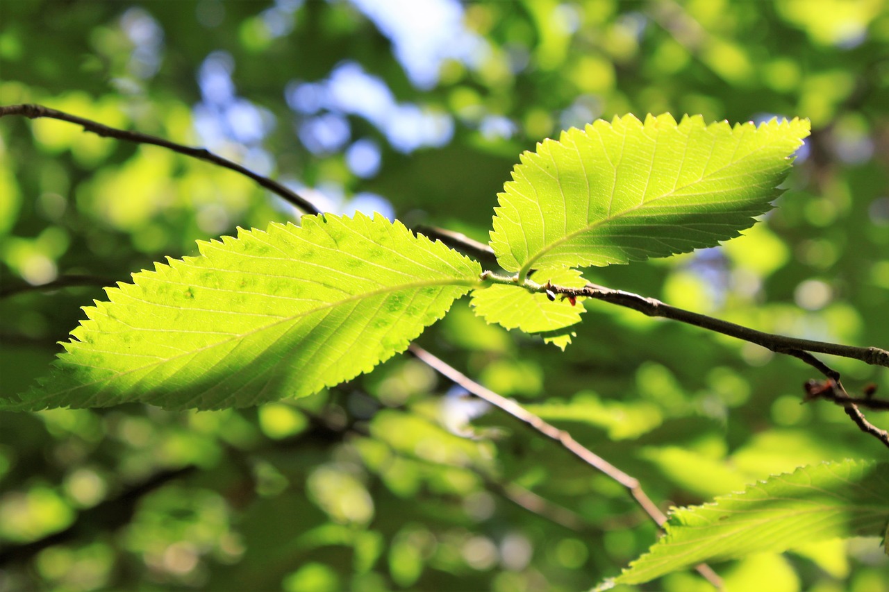 leaf branches green free photo