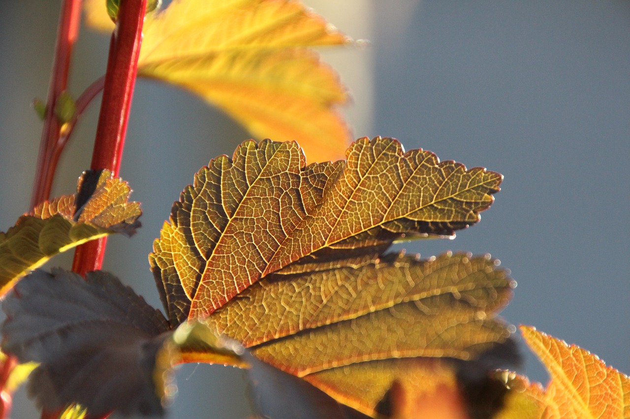 leaf red sun free photo