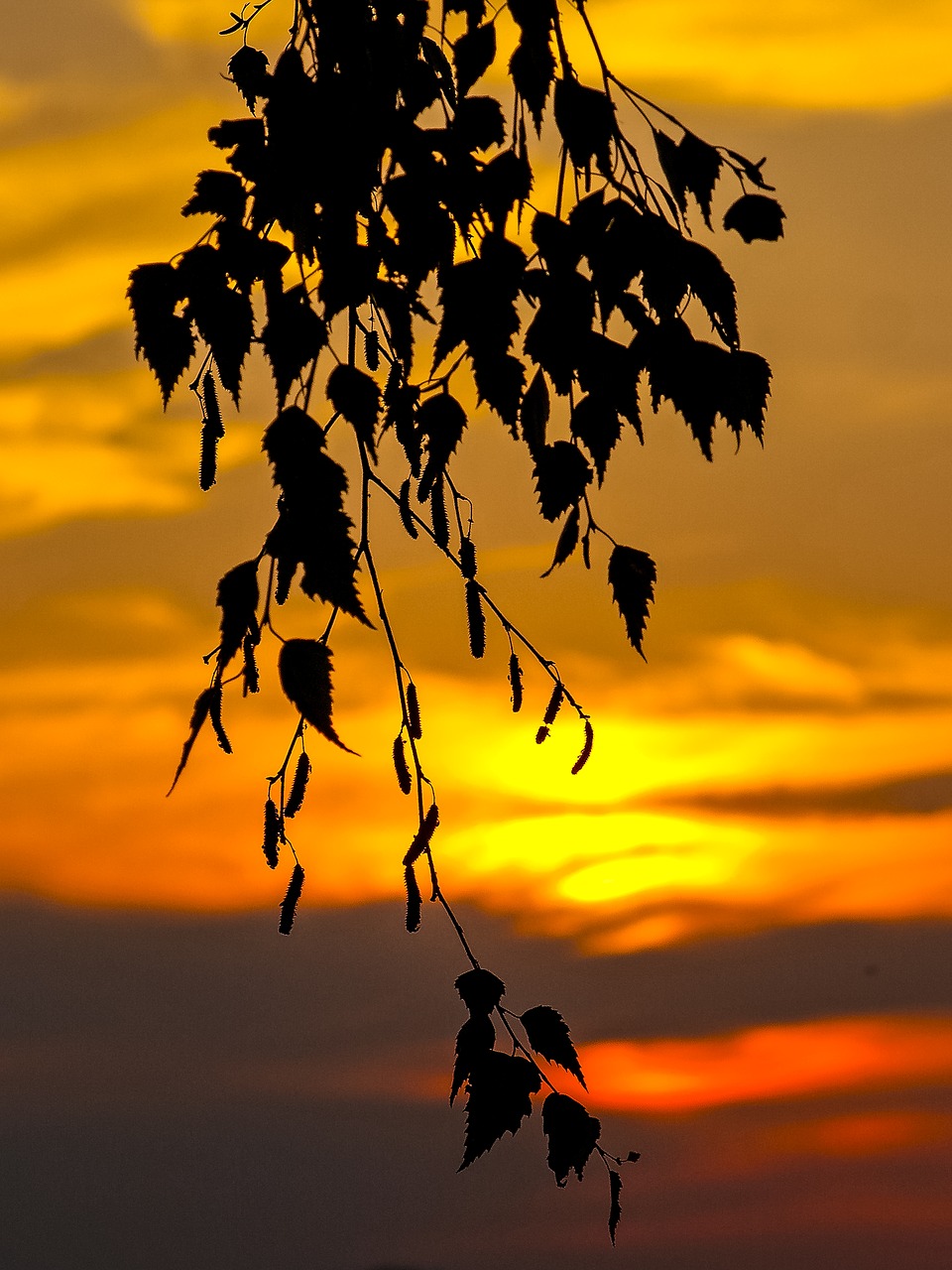 leaf leaves birch free photo