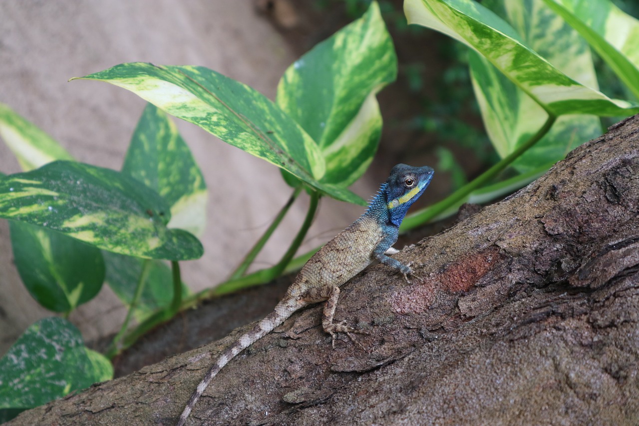 leaf green jungle free photo