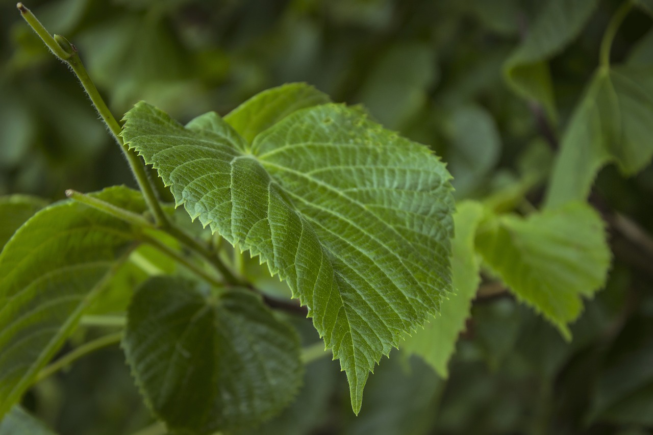 leaf green tree free photo