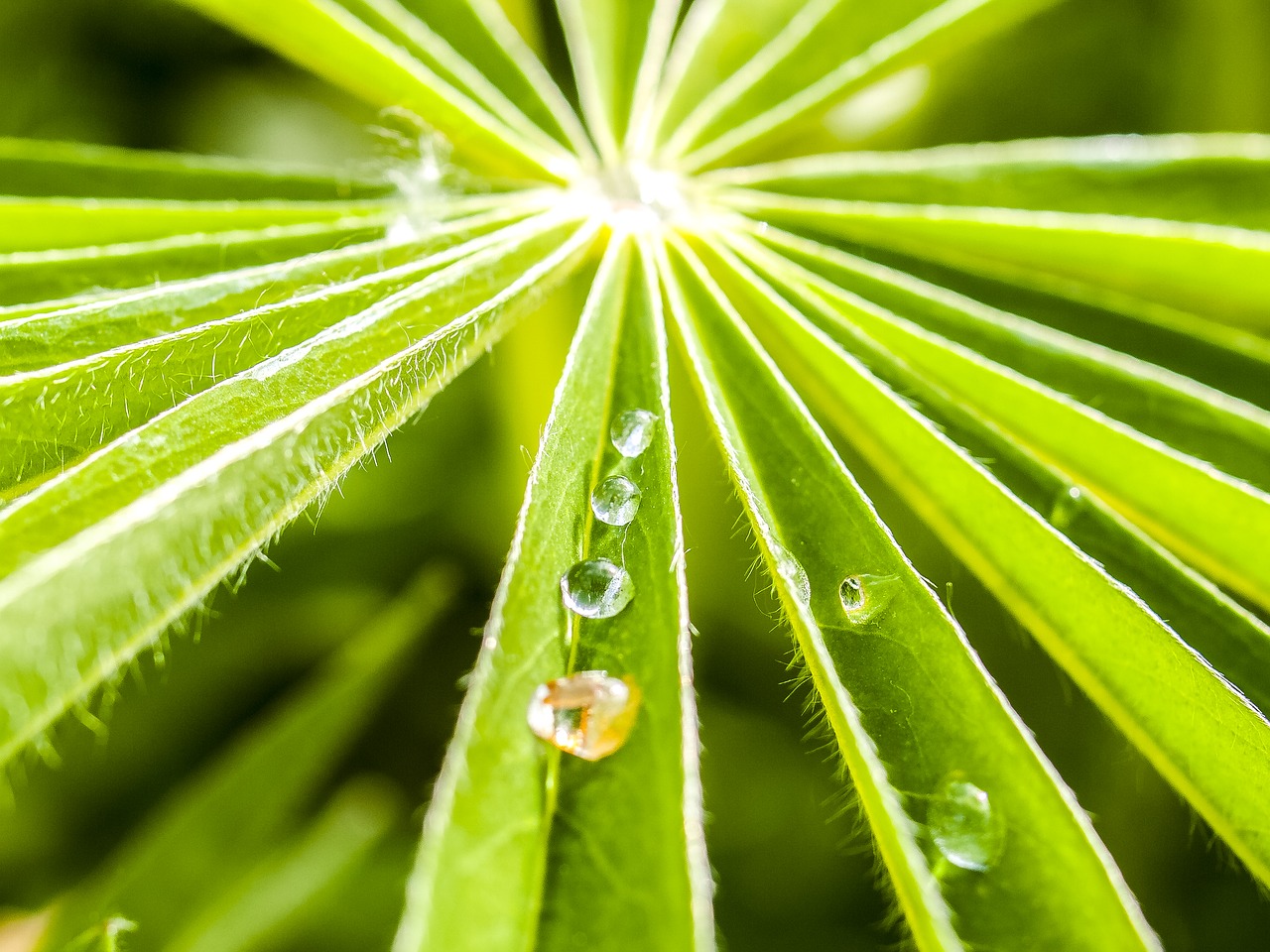 leaf drip nature free photo