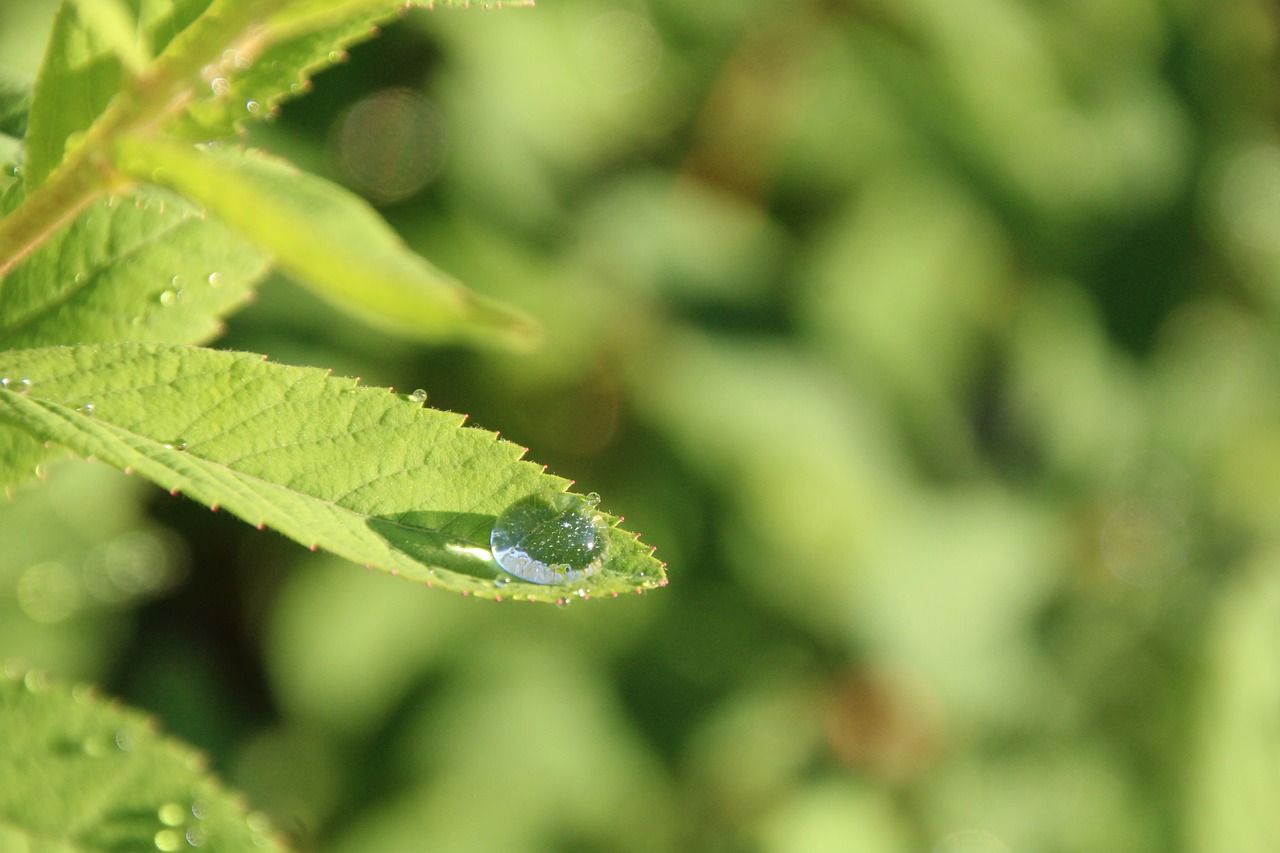 leaf drop of water drip free photo