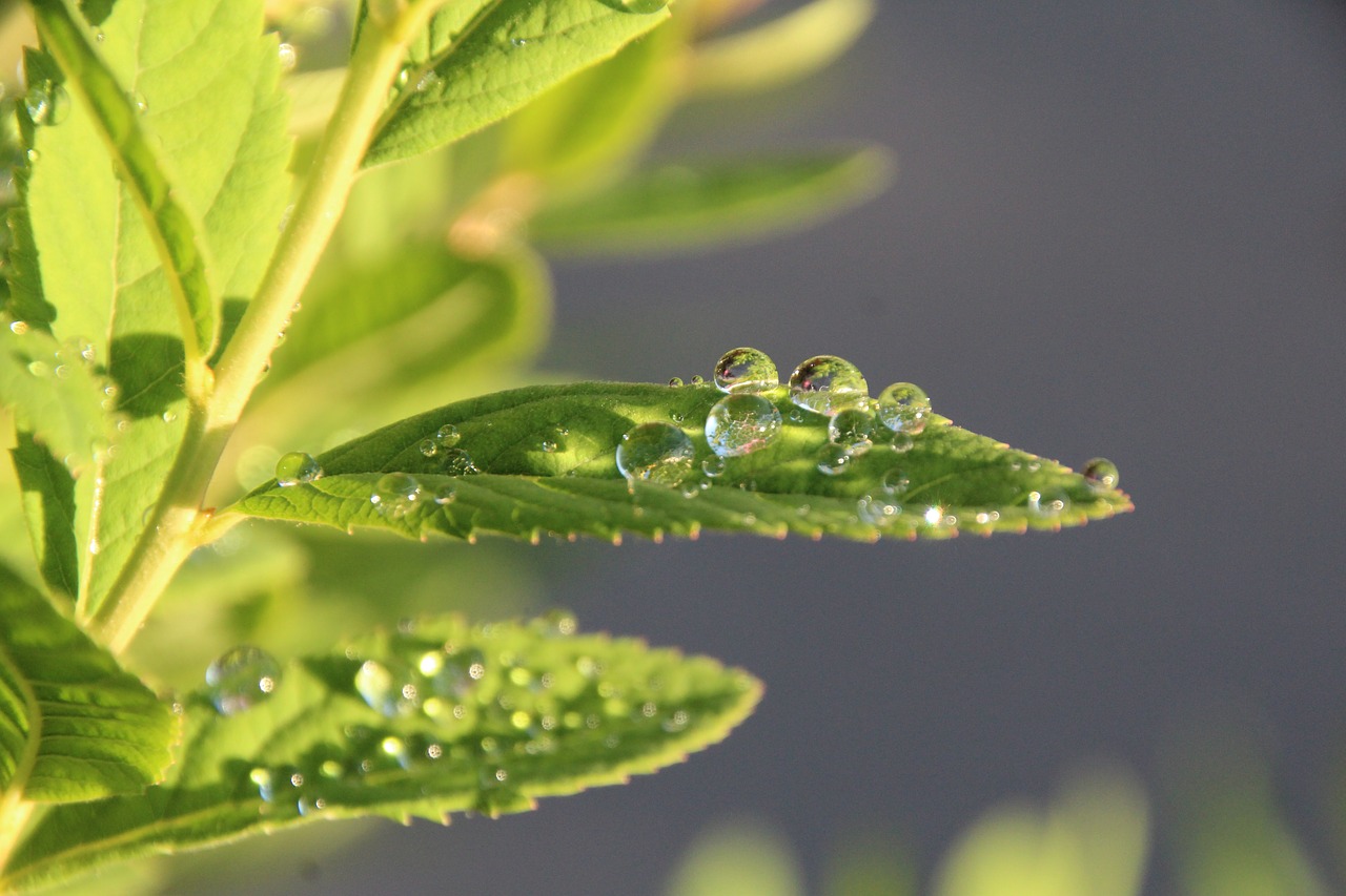 leaf drop of water drip free photo