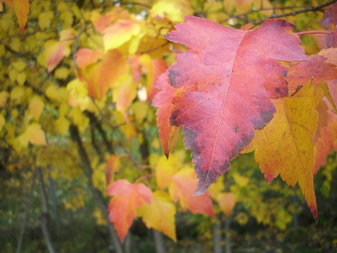 leaf fall colorful free photo