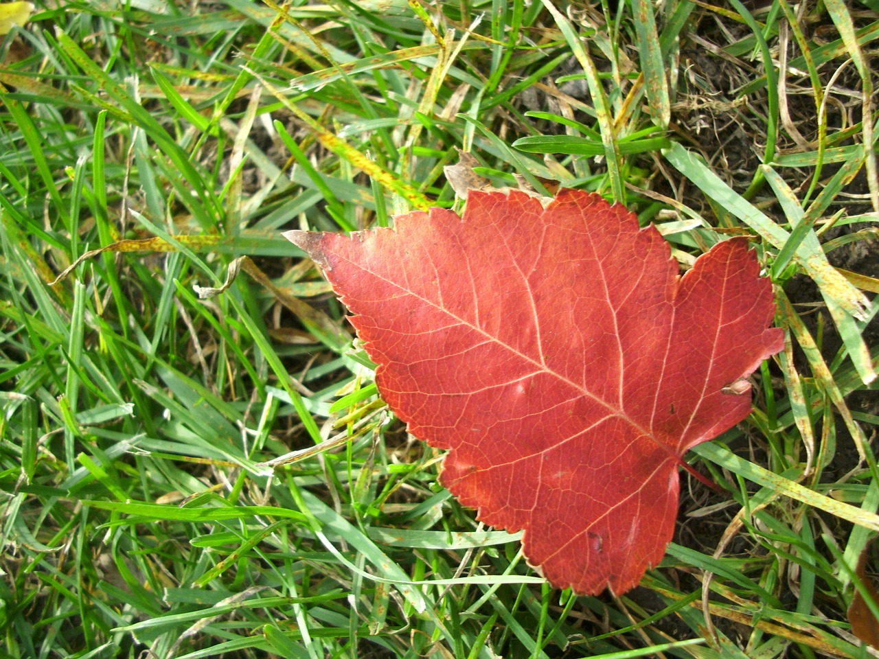 leaf fall autumn free photo