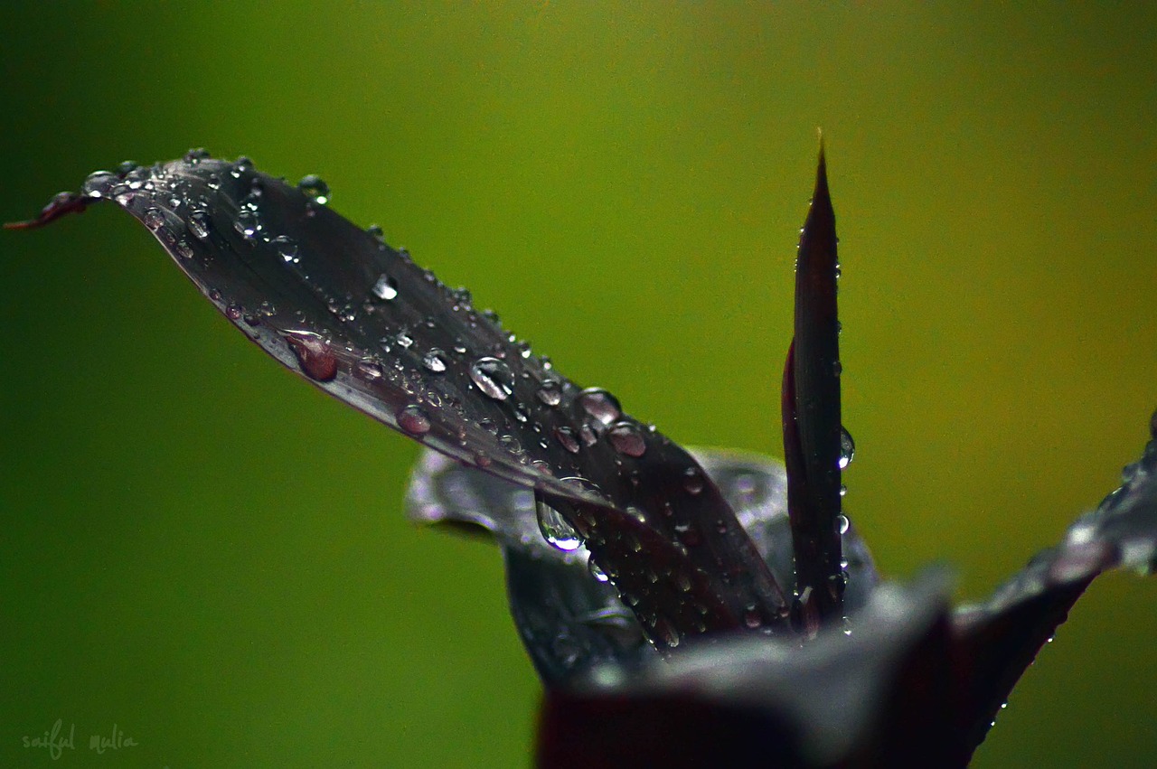 leaf drop drops plant leaves free photo