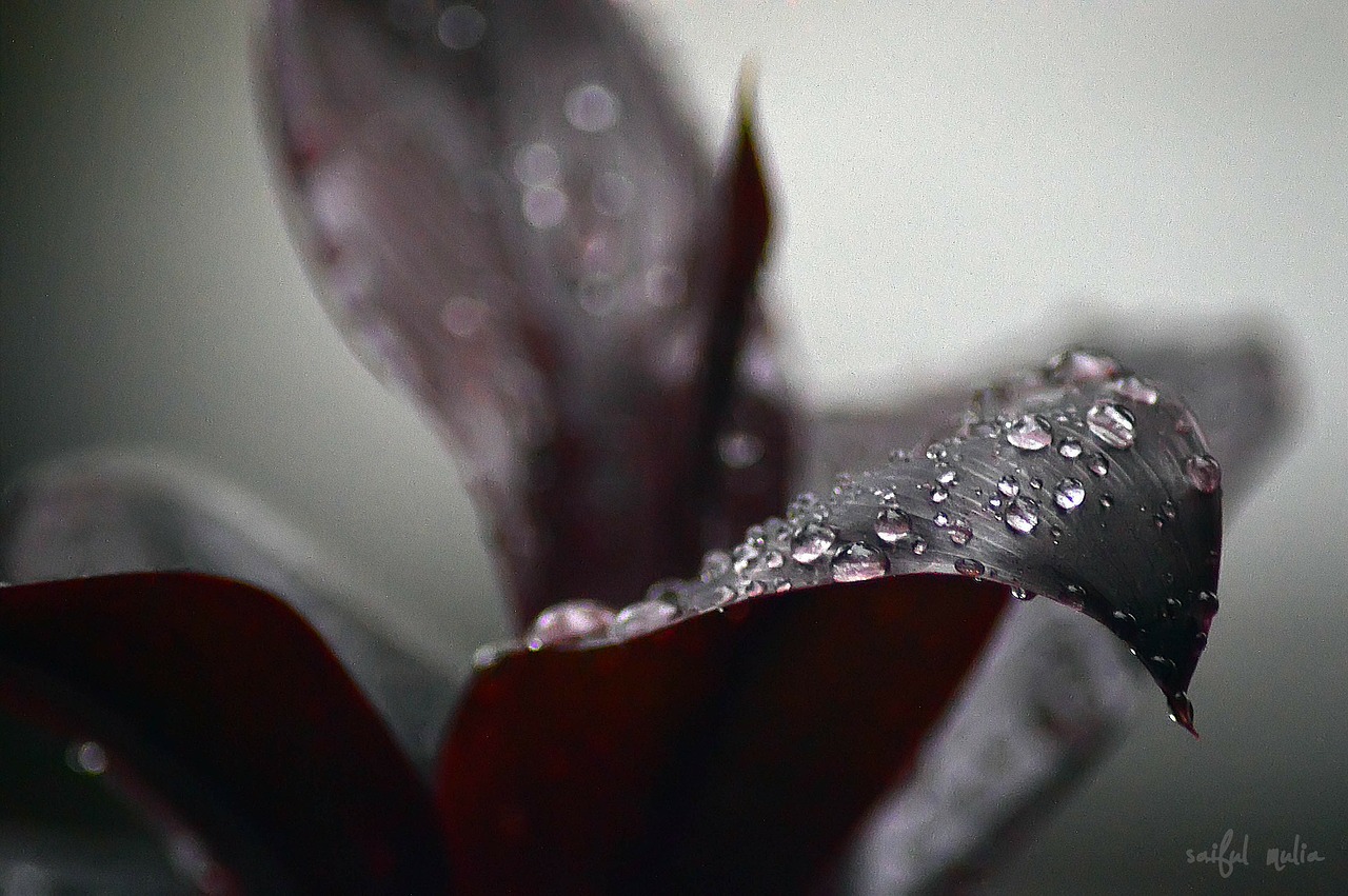 leaf drop drops plant leaves free photo