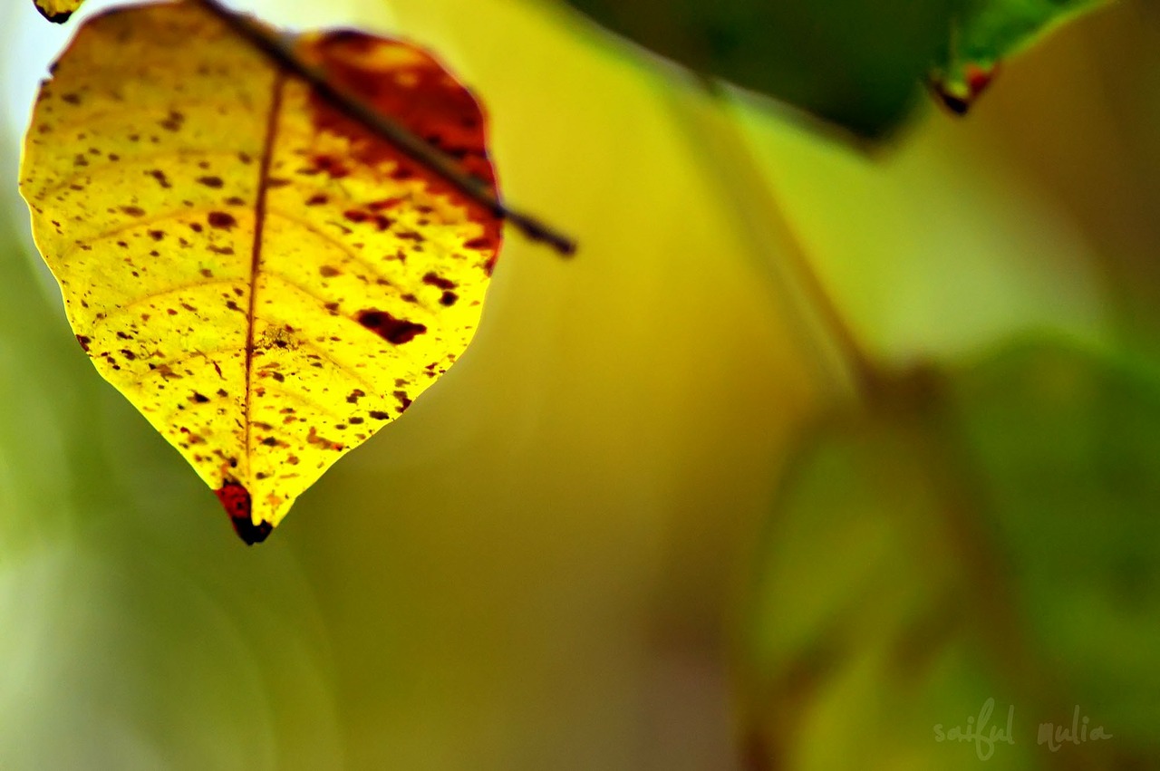 leaf plant natural free photo