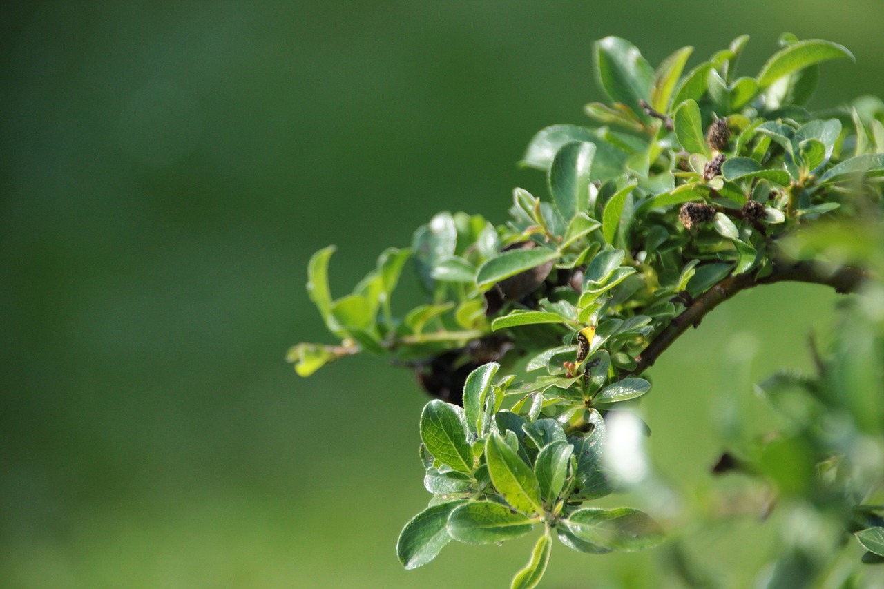 leaf green branch free photo