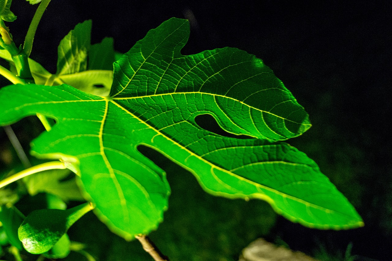 leaf fig green free photo