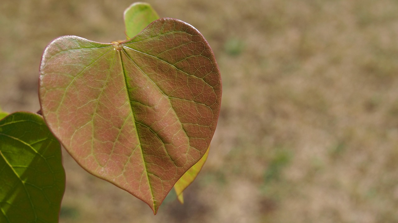 leaf heart judaszowiec free photo