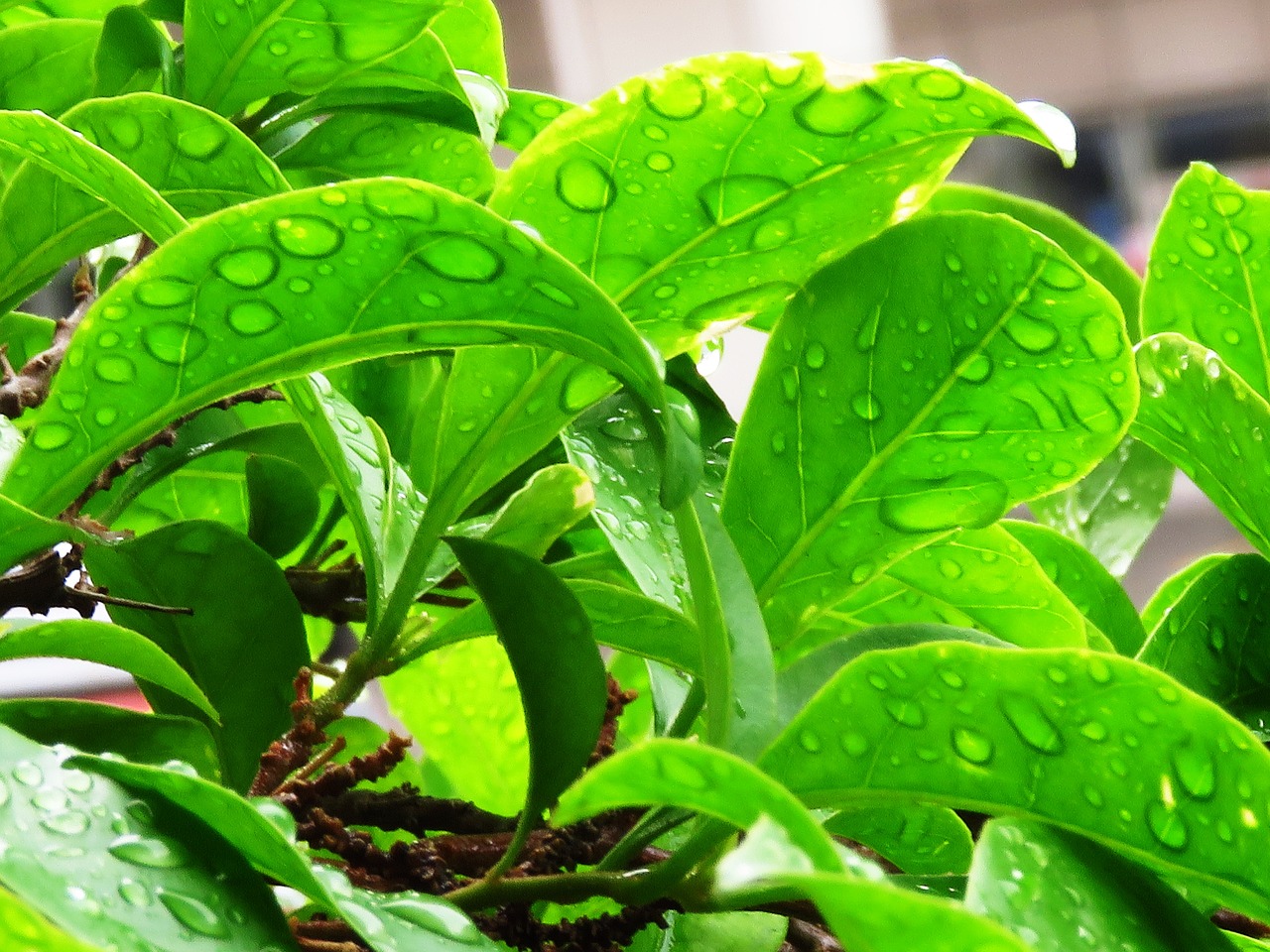 leaf green water on leaf free photo