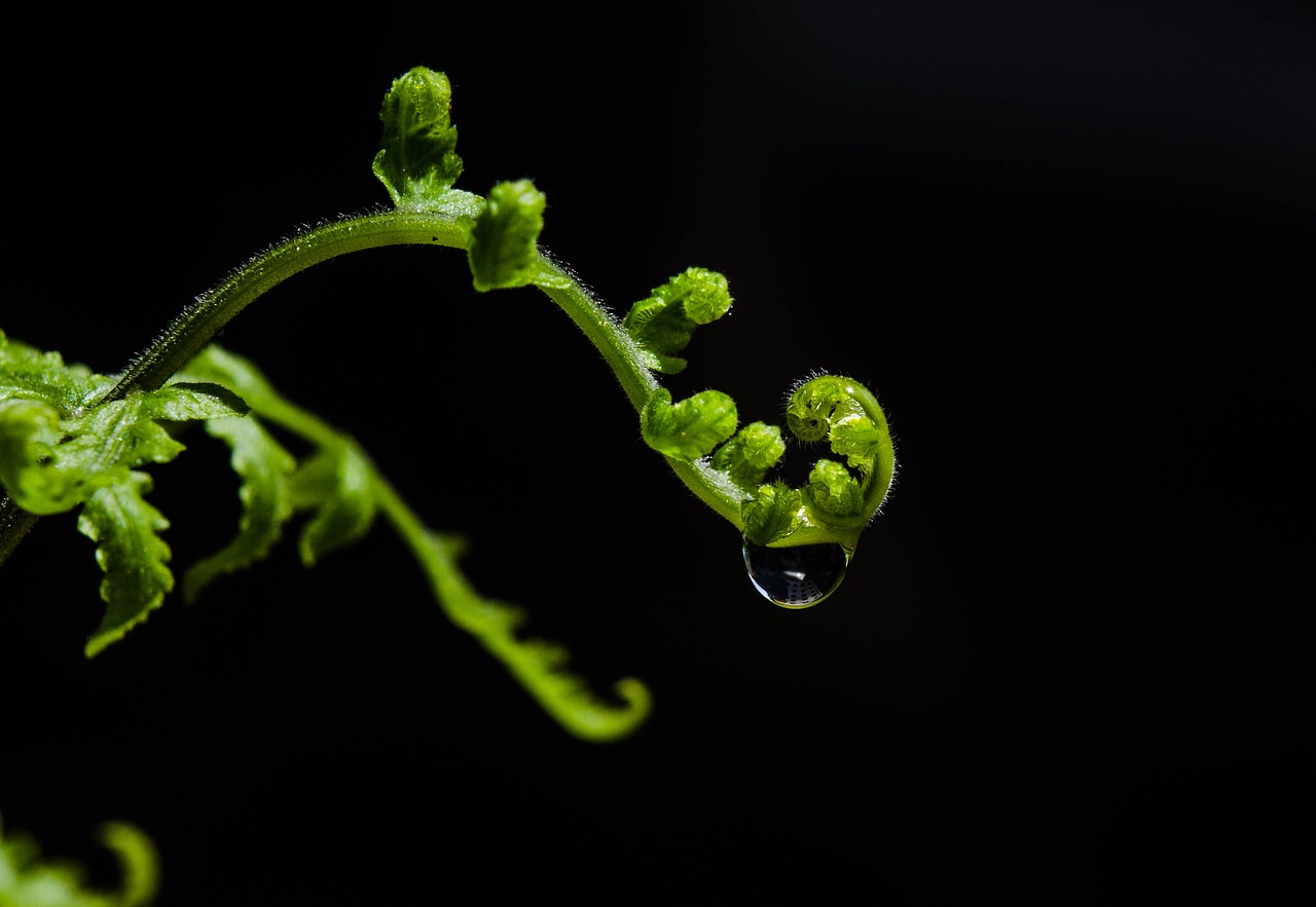 leaf close up leaf water drop free photo