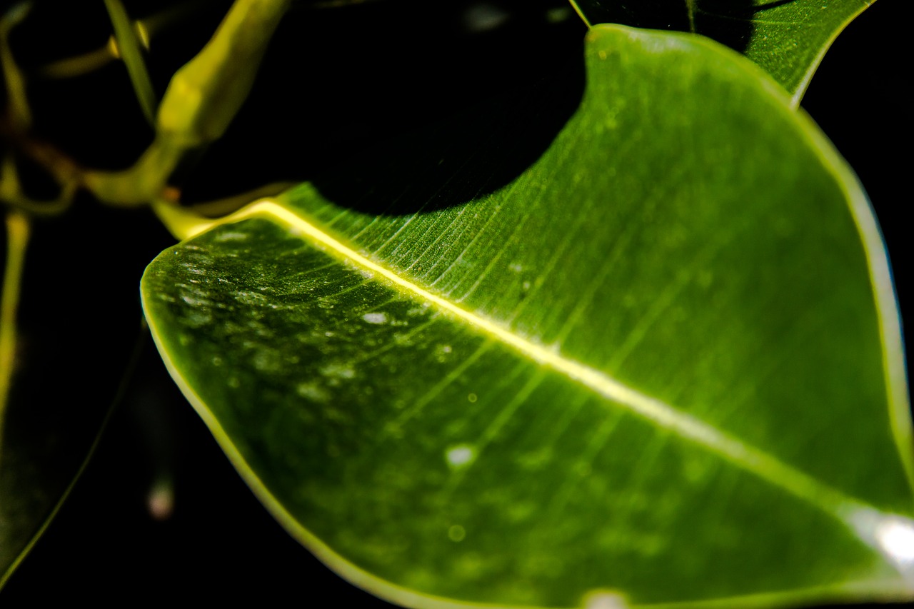 leaf macro green free photo