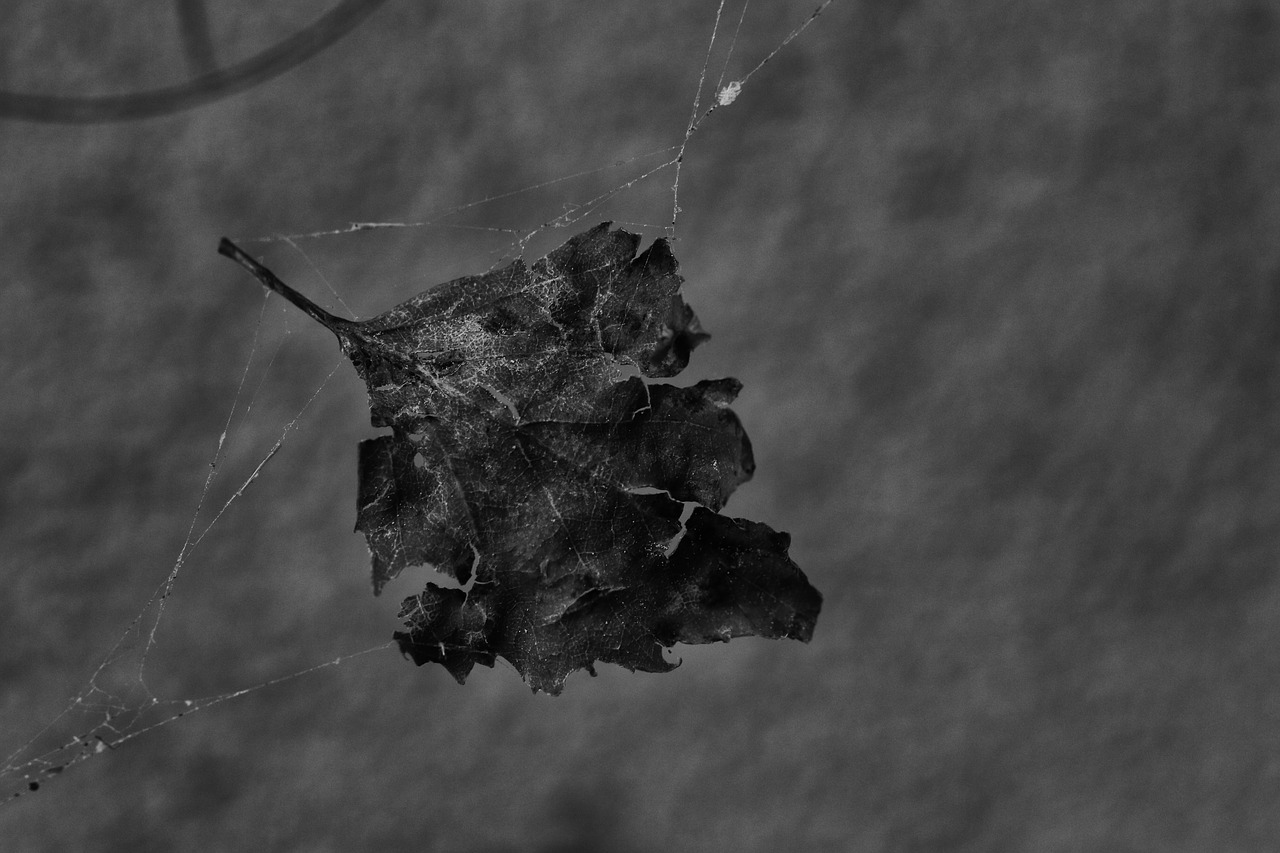 leaf cobweb nature free photo