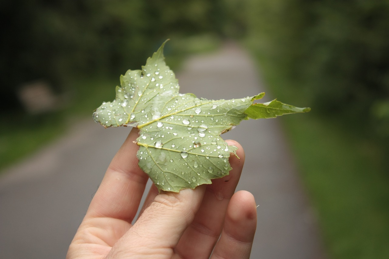 leaf raindrop dew free photo