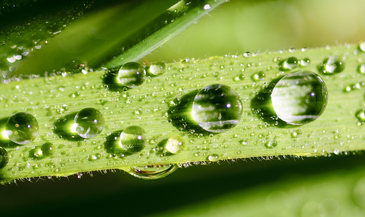 leaf water green free photo